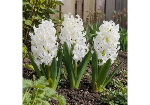 JUNAVERA Hyacinthus wit | 3 bloembollen | 20 tot 30 cm