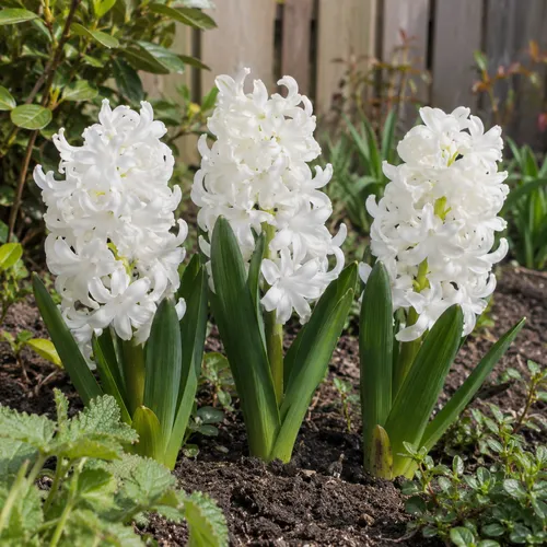 JUNAVERA Hyacinthus wit | 3 bloembollen | 20 tot 30 cm