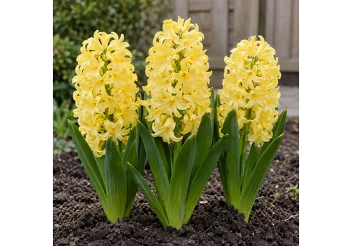 JUNAVERA Hyacinthus orientalis geel | 3 bloembollen | 20 tot 30 cm hoog