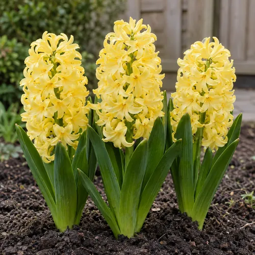 JUNAVERA Hyacinthus orientalis geel | 3 bloembollen | 20 tot 30 cm hoog