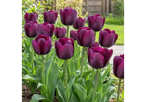JUNAVERA Tulipa Triumph Negrita bloembol | 45 cm hoog | verkoop per bol