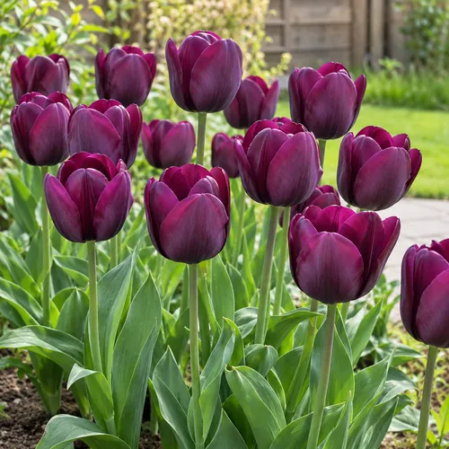 JUNAVERA Tulipa Triumph Negrita bloembol | 45 cm hoog | verkoop per bol