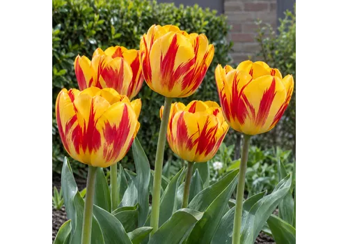 JUNAVERA Tulipa Darwin Hybrid Banja Luka | bloembol per bol | 55 cm hoog