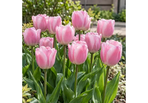 JUNAVERA Tulipa Triumph Dynasty bloembol | roze tulp | 60 cm | verkoop per bol