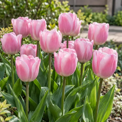JUNAVERA Tulipa Triumph Dynasty bloembol | roze tulp | 60 cm | verkoop per bol