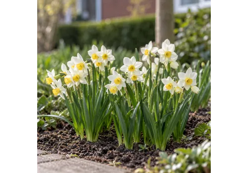JUNAVERA Narcissus tazetta Canaliculatus bloembol | 15 cm hoog | verkoop per bol