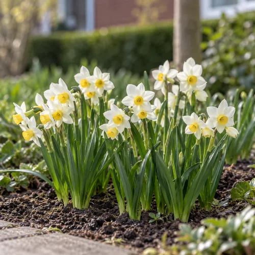 JUNAVERA Narcissus tazetta Canaliculatus bloembol | 15 cm hoog | verkoop per bol