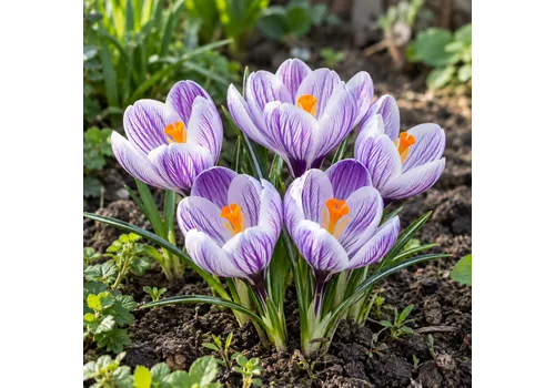 JUNAVERA Crocus vernus Pickwick | bloembol per stuk | 10 cm hoog