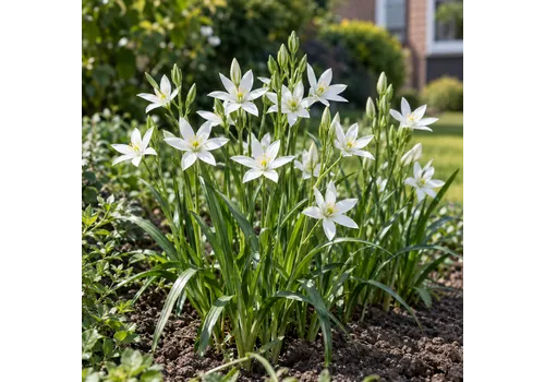 JUNAVERA Ornithogalum umbellatum bloembol | 20 cm hoog | verkoop per bol