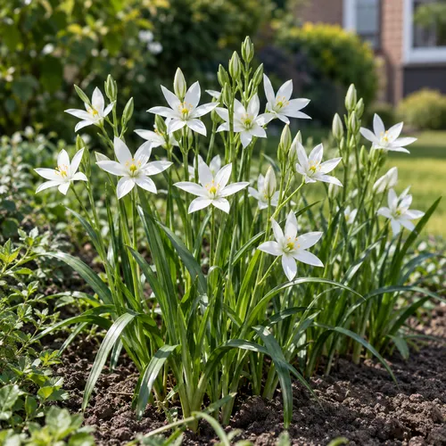 JUNAVERA Ornithogalum umbellatum bloembol | 20 cm hoog | verkoop per bol