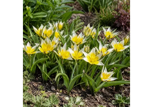 JUNAVERA Tulipa tarda | bloembol | geel met witte tulp | 10 cm | per bol