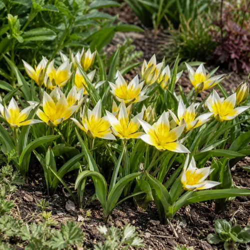 JUNAVERA Tulipa tarda | bloembol | geel met witte tulp | 10 cm | per bol