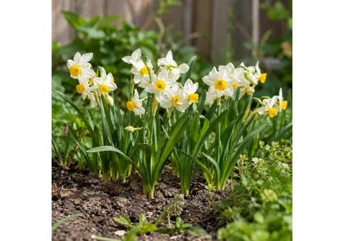 JUNAVERA Narcissus Canaliculatus | 5 bloembollen | 15 tot 20 cm hoog