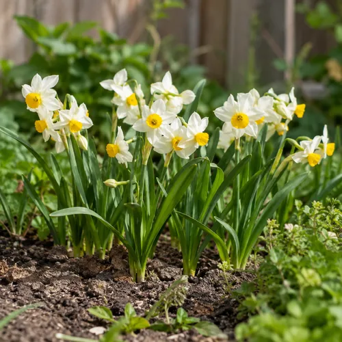 JUNAVERA Narcissus Canaliculatus | 5 bloembollen | 15 tot 20 cm hoog