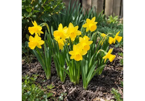 JUNAVERA Narcissus Tête à Tête | 7 bloembollen | 15 tot 20 cm hoog