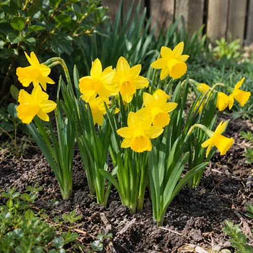 JUNAVERA Narcissus Tête à Tête | 7 bloembollen | 15 tot 20 cm hoog