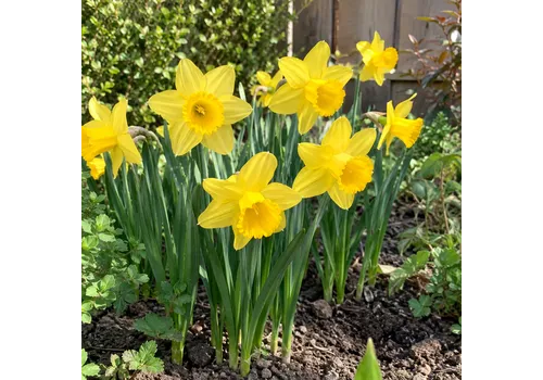 JUNAVERA Narcissus California | 5 bloembollen | 40 cm hoog