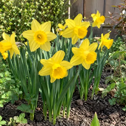 JUNAVERA Narcissus California | 5 bloembollen | 40 cm hoog