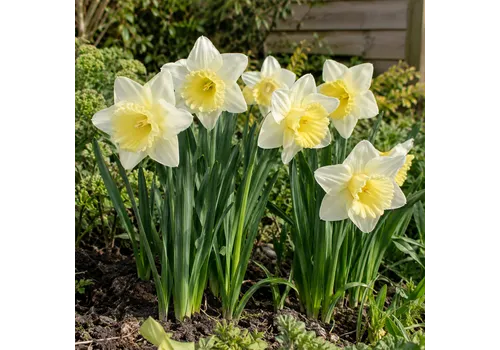 JUNAVERA Narcissus Ice Follies | 5 bloembollen | 40 tot 45 cm hoog