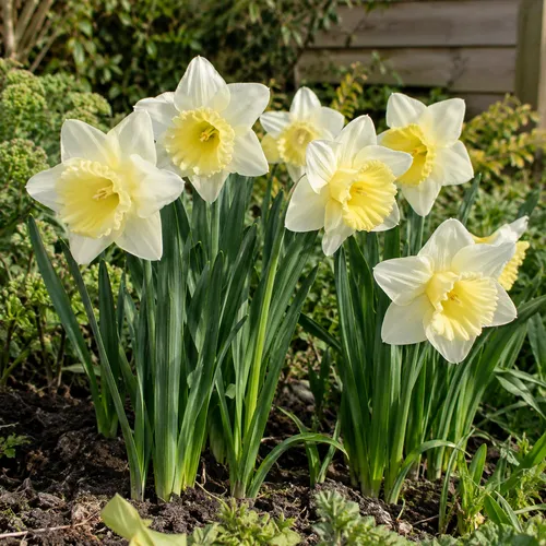 JUNAVERA Narcissus Ice Follies | 5 bloembollen | 40 tot 45 cm hoog