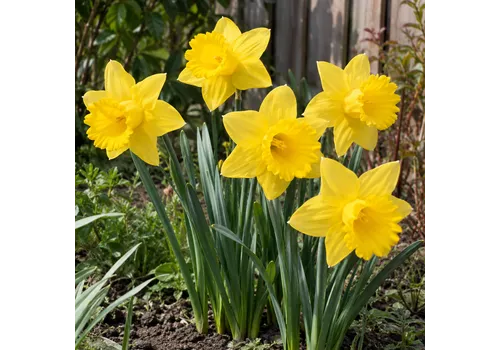 JUNAVERA Narcissus Carlton | 5 bloembollen | 40 tot 45 cm hoog