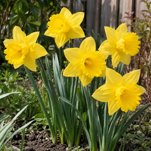 JUNAVERA Narcissus Carlton | 5 bloembollen | 40 tot 45 cm hoog