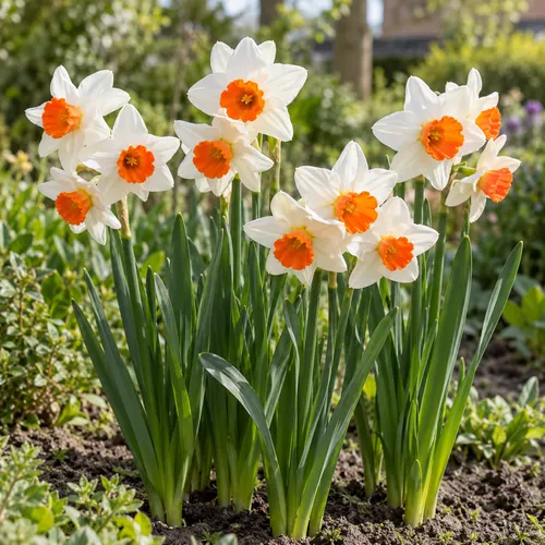 JUNAVERA Narcissus Geranium | 5 bloembollen | 35 tot 40 cm hoog