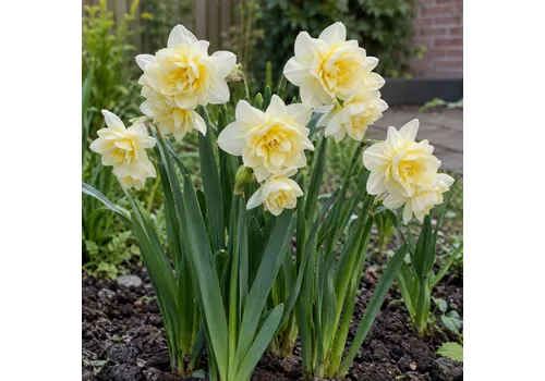 JUNAVERA Narcissus Cheerfulness | 5 bloembollen | 30 tot 35 cm hoog