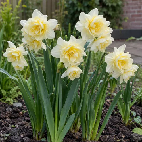 JUNAVERA Narcissus Cheerfulness | 5 bloembollen | 30 tot 35 cm hoog