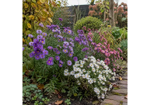 JUNAVERA Herfst asters diverse kleuren | 15 cm hoog | 12 cm pot | per stuk