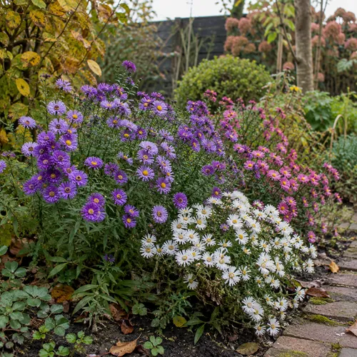 JUNAVERA Herfst asters diverse kleuren | 15 cm hoog | 12 cm pot | per stuk