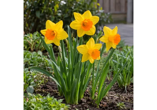 JUNAVERA Narcissus Pimpernel | 5 bloembollen | 40 cm hoog