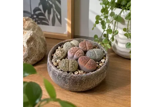 Junai.nl Lithops sp. Mixed | 5,5 cm pot | 8 cm hoog | per stuk