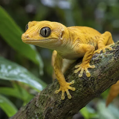 Golden Gecko verzorgen: Gekko badenii