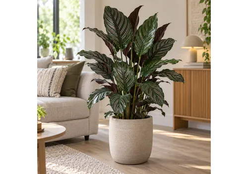 Junai.nl Calathea Sanderiana | pot 19 cm | 105 cm hoog