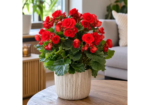 JUNAVERA Begonia Elatior Baladin rood | pot 13 cm | hoogte 35 cm