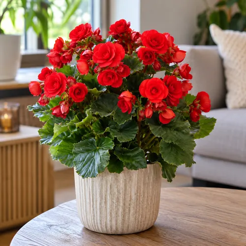 JUNAVERA Begonia Elatior Baladin rood | pot 13 cm | hoogte 35 cm