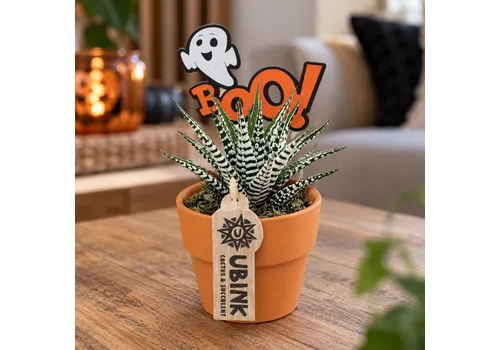 Junai.nl Haworthia fasciata Alba Halloween | terracottapot 10 cm | 18 cm hoog