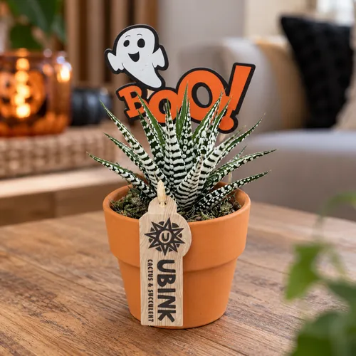 Junai.nl Haworthia fasciata Alba Halloween | terracottapot 10 cm | 18 cm hoog