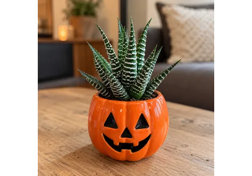 JUNAVERA Haworthia fasciata 'Big Band' in Halloweenpot | 5,5 cm pot | 10 cm hoog