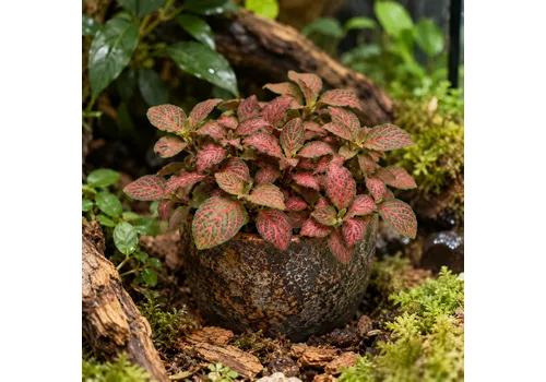 JUNAVERA Fittonia verschaffeltii 'Red Star' | 8,5 cm pot | 12 cm hoog