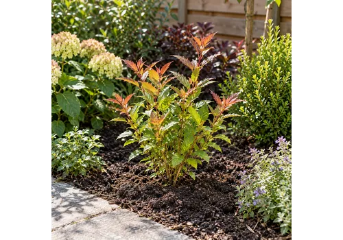 JUNAVERA Heesters gemengd | 9,5 cm pot | 15 cm hoog | per stuk