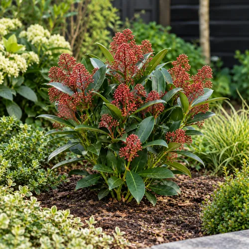 Junai.nl Skimmia japonica 'Rubella' | 45 cm hoog | 15 cm pot