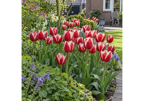 JUNAVERA Tulipa Leen van der Mark | 100 bloembollen | 50 cm hoog