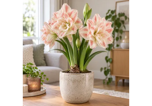 JUNAVERA Hippeastrum Amaryllis Bloembol  lichtroze dubbelbloemig | geleverd als bol