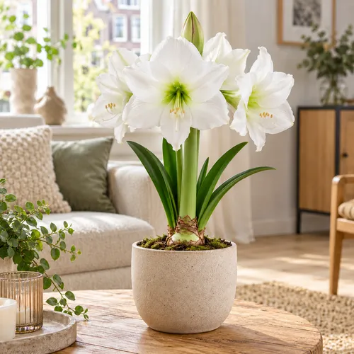 JUNAVERA Hippeastrum wit | bloembol | voor binnen en buiten | per stuk