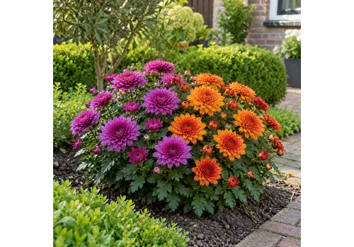 JUNAVERA Chrysanthemum Garden Mums paars en oranje | 25 cm hoog | 15 cm pot