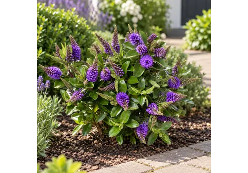 JUNAVERA Hebe Hebedonna Anna | 25 cm hoog | 15 cm pot