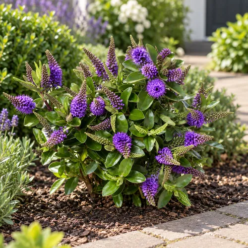 JUNAVERA Hebe Hebedonna Anna | 25 cm hoog | 15 cm pot