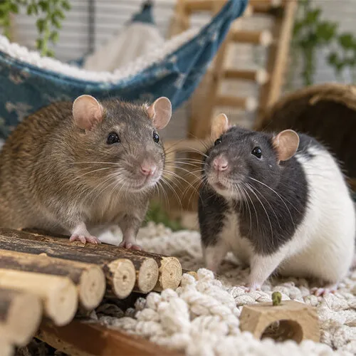 Tamme rat verzorgen: complete gids voor ratten als huisdier